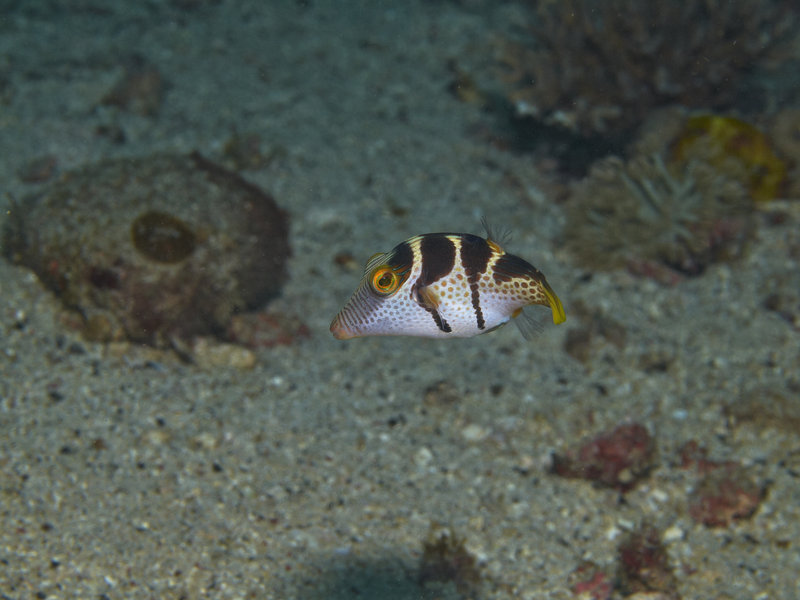 Boxfish, Sabang Point